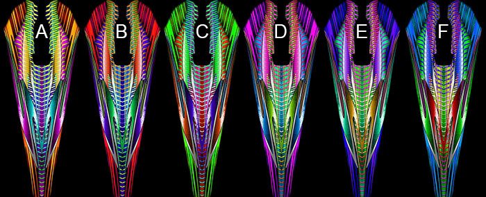 TWISTER COLOR OPTIONS